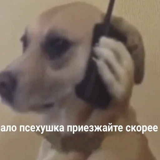 😱 Стикер «Жизень» для Telegram
