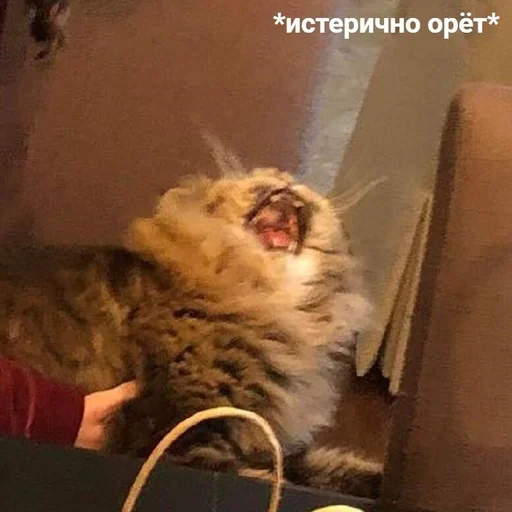 😫 Стикер «Жизень» для Telegram
