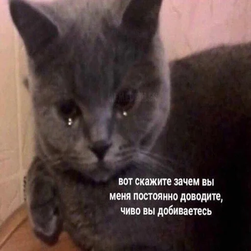 😞 Стикер «Жизень» для Telegram