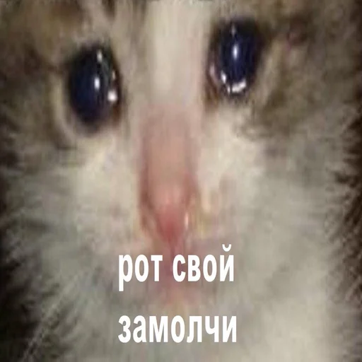 😭 Стикер «Жизень» для Telegram