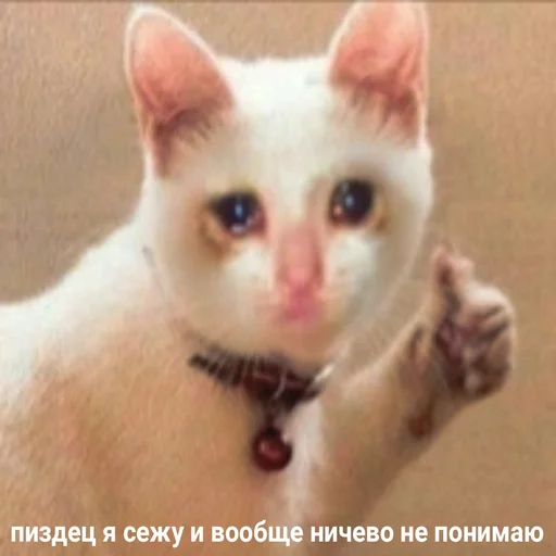 😔 Стикер «Жизень» для Telegram