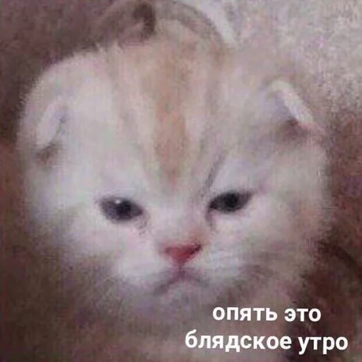 ☹️ Стикер «Жизень» для Telegram