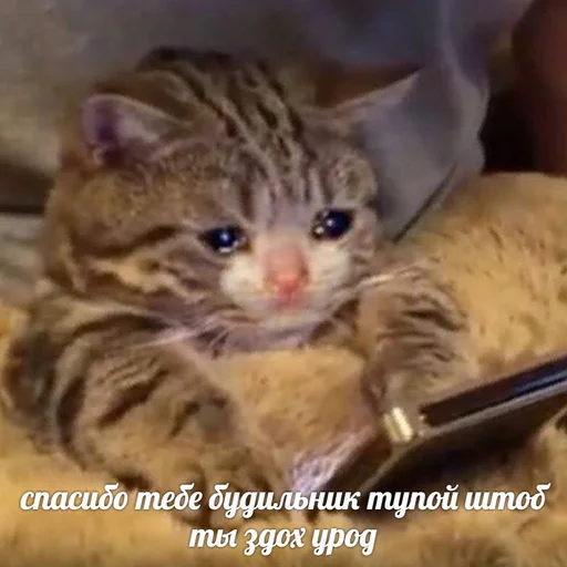 😣 Стикер «Жизень» для Telegram