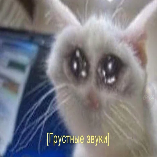 😭 Стикер «Жизень» для Telegram