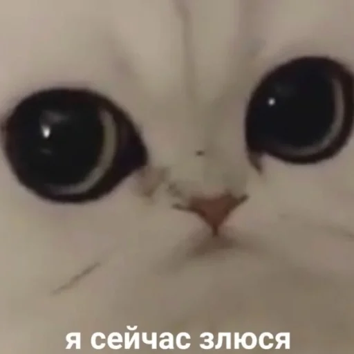 👿 Стикер «Жизень» для Telegram