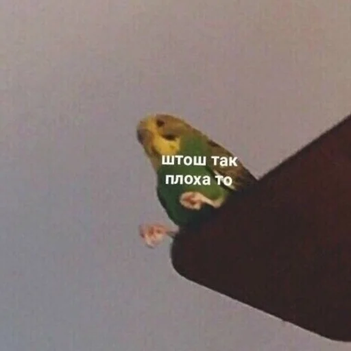 😣 Стикер «Жизень» для Telegram