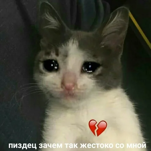 😭 Стикер «Жизень» для Telegram