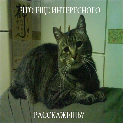 🤔 Стикер «Жизень» для Telegram