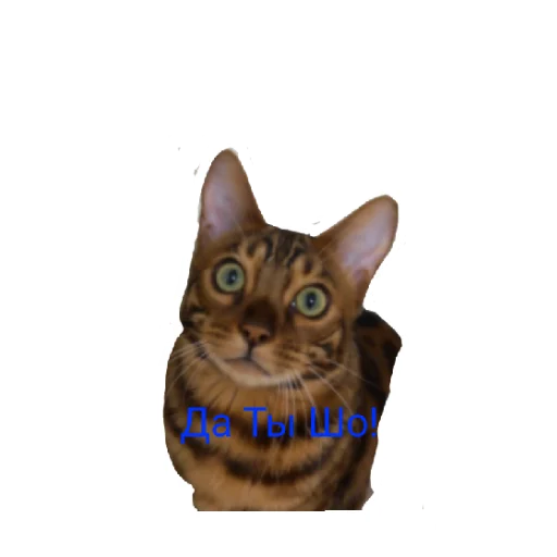 😄 Стикер «Котик лексус» для Telegram