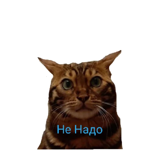 Стикерпак Котик лексус для Telegram
