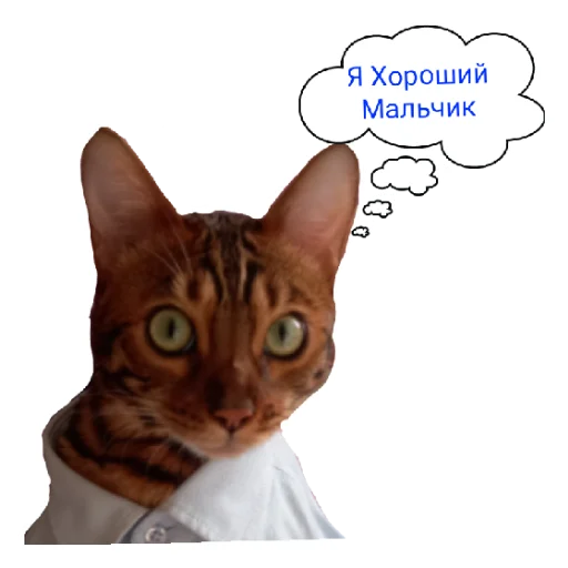 😊 Стикер «Котик лексус» для Telegram