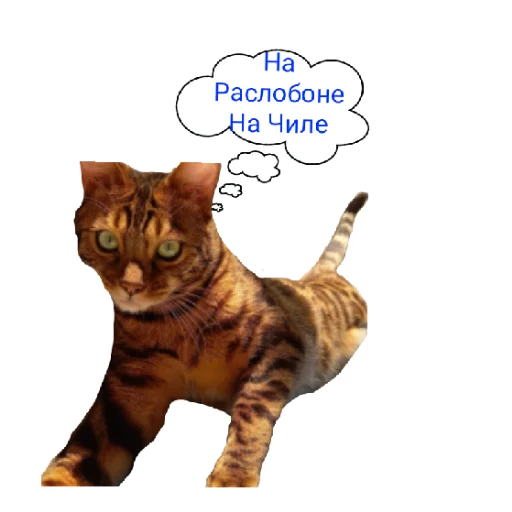 🤑 Стикер «Котик лексус» для Telegram