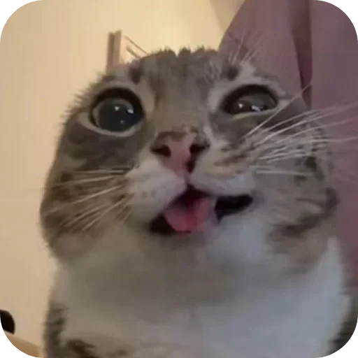 😜 Стикер «Милые животные» для Telegram