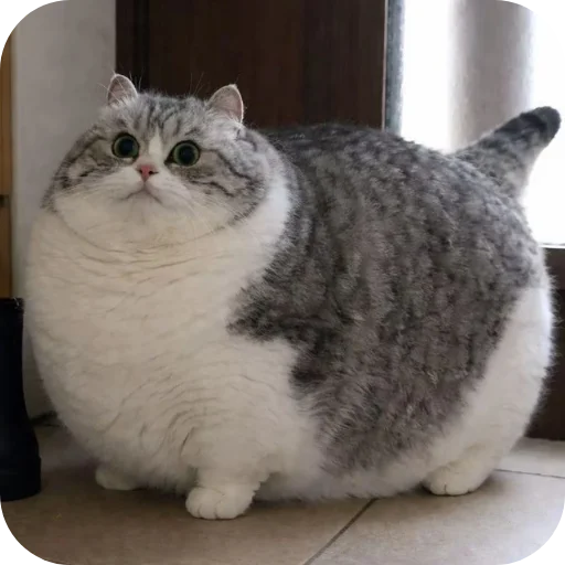 🐱 Стикер «Милые животные» для Telegram