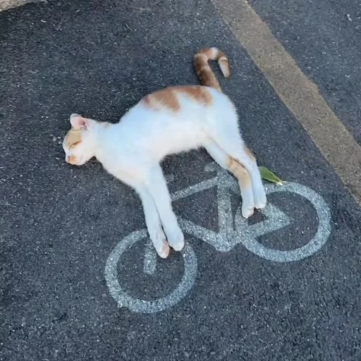 🚲 Стикер «Котизм» для Telegram