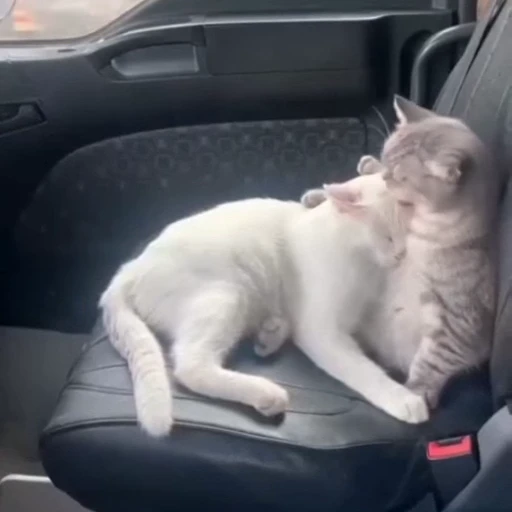 🚗 Стикер «Котизм» для Telegram