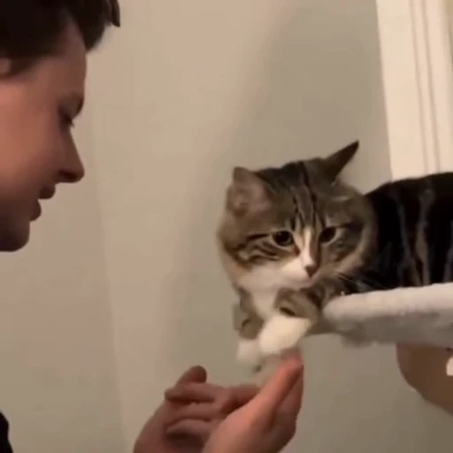 ☺️ Стикер «Котизм» для Telegram