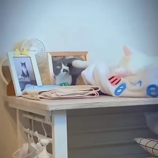 🥺 Стикер «Котизм» для Telegram