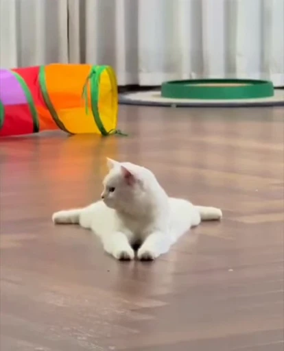 🫠 Стикер «Котизм» для Telegram
