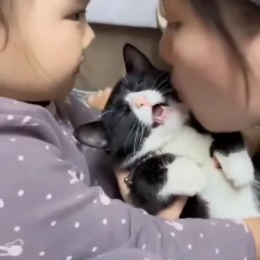 😘 Стикер «Котизм» для Telegram