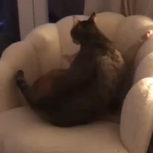 🥰 Стикер «Котизм» для Telegram