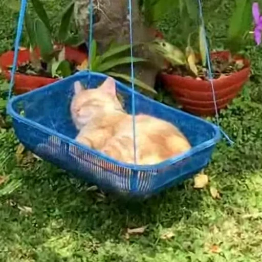 😴 Стикер «Котизм» для Telegram