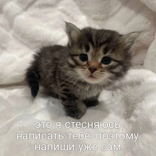 🙂 Стикер «мы» для Telegram