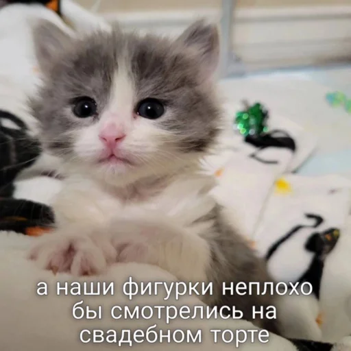 🎂 Стикер «мы» для Telegram