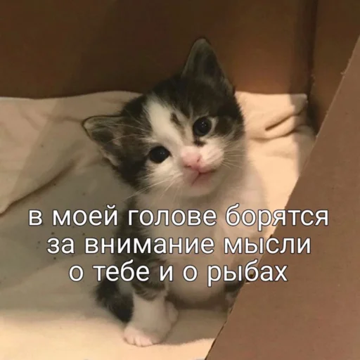 🐠 Стикер «мы» для Telegram