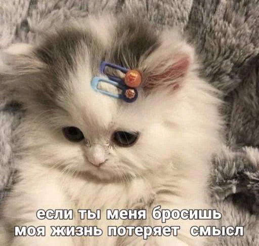 😿 Стикер «мы» для Telegram