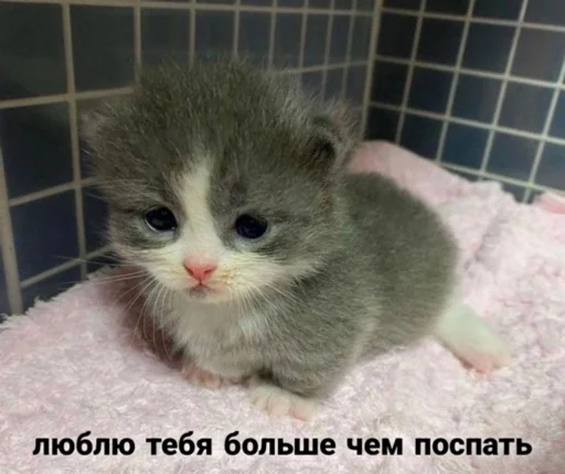 👽 Стикер «мы» для Telegram
