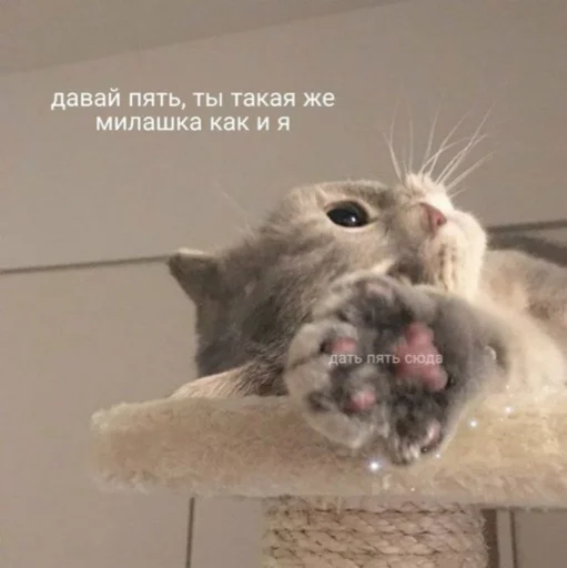 ✋ Стикер «мы» для Telegram