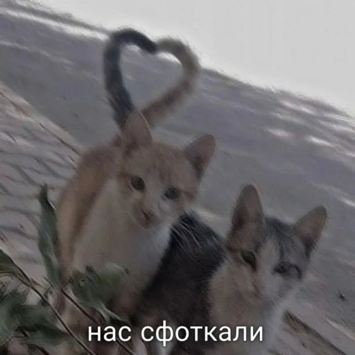 💗 Стикер «мы» для Telegram