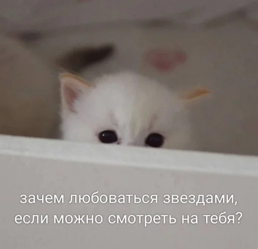 🤩 Стикер «мы» для Telegram
