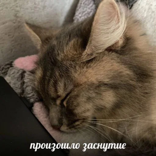 😴 Стикер «мы» для Telegram