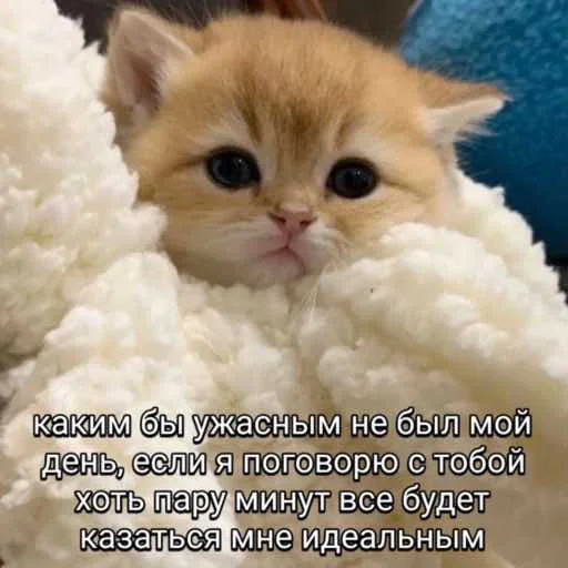 😽 Стикер «мы» для Telegram