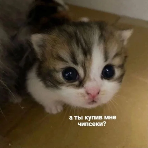 🍔 Стикер «мы» для Telegram