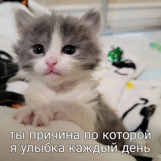 🫠 Стикер «мы» для Telegram