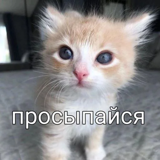 🥹 Стикер «мы» для Telegram