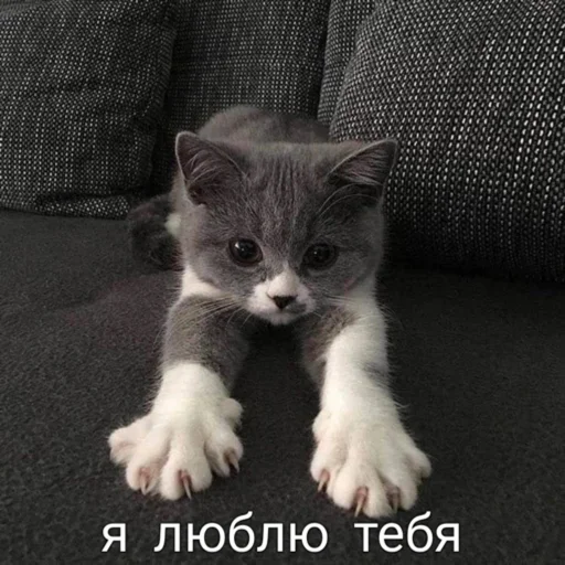 💖 Стикер «мы» для Telegram