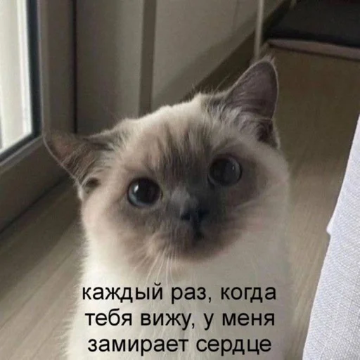 🥺 Стикер «мы» для Telegram