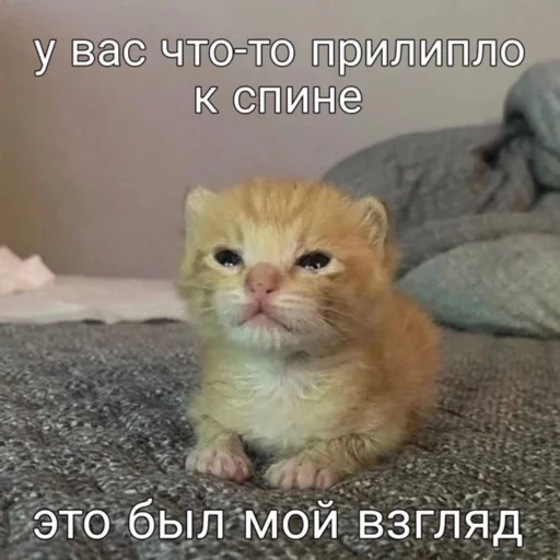 😉 Стикер «мы» для Telegram