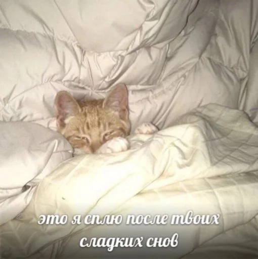 🛏️ Стикер «мы» для Telegram