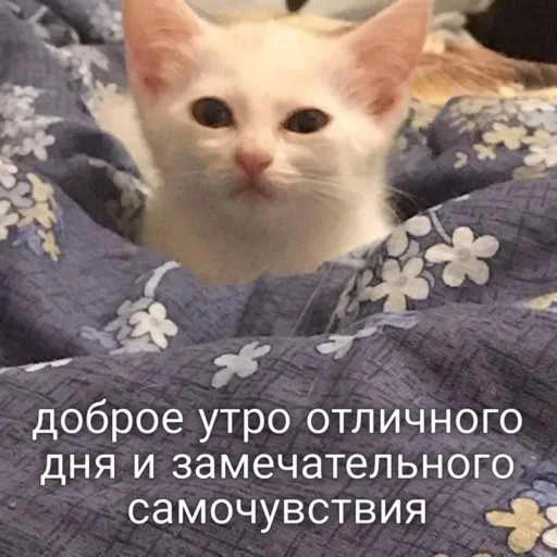Стикерпак мы для Telegram
