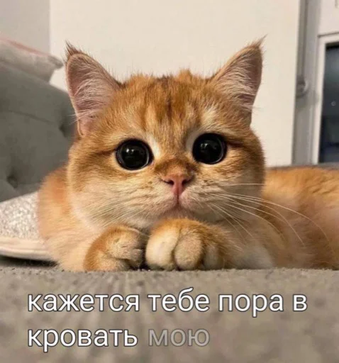 🛌 Стикер «мы» для Telegram