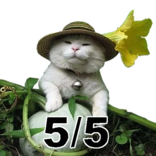 😌 Стикер «Catsrule» для Telegram