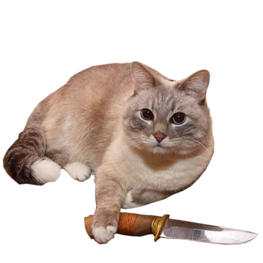 ☺️ Стикер «Catsrule» для Telegram