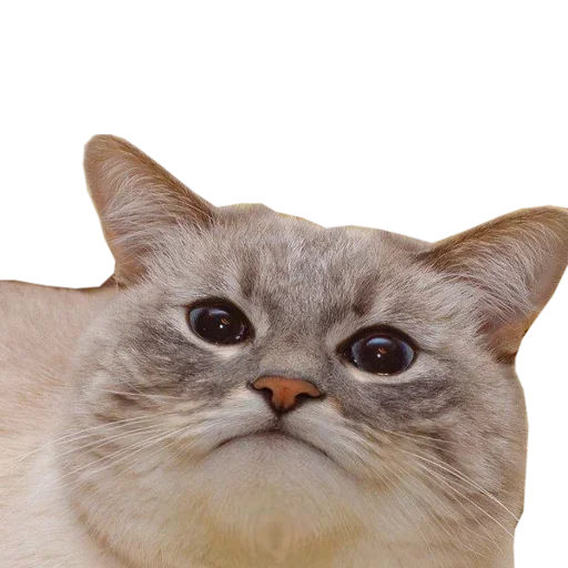 😄 Стикер «Catsrule» для Telegram