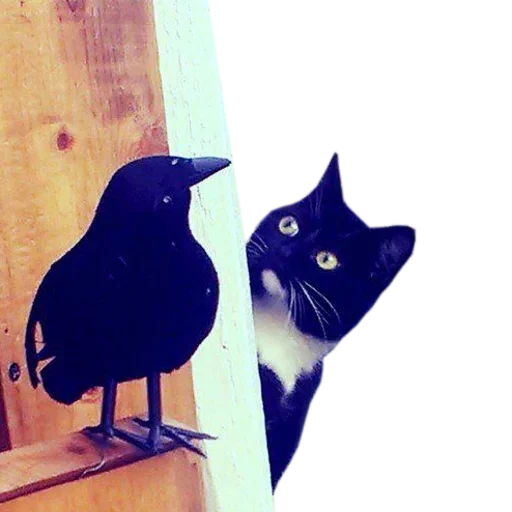 😙 Стикер «Catsrule» для Telegram