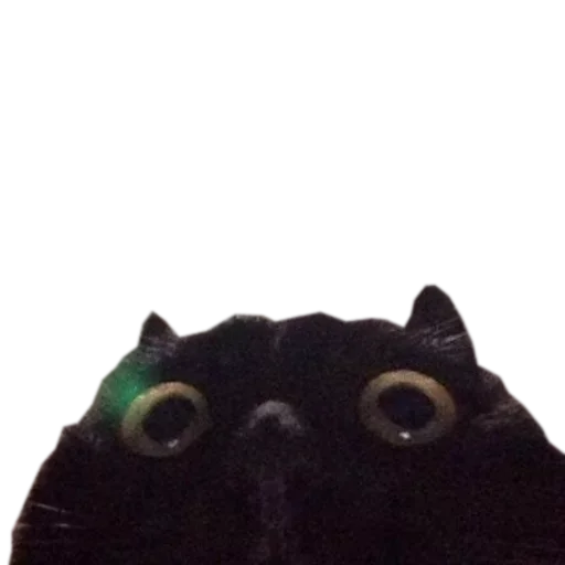 😌 Стикер «Catsrule» для Telegram